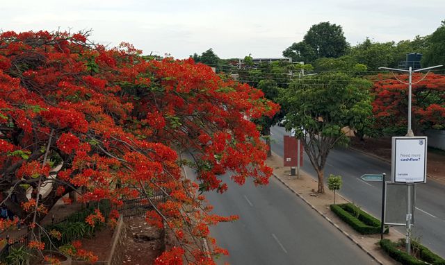 Flamboyant Tree