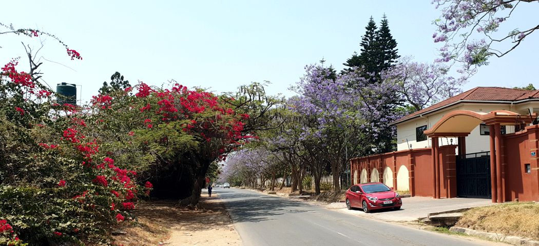 Jakaranda